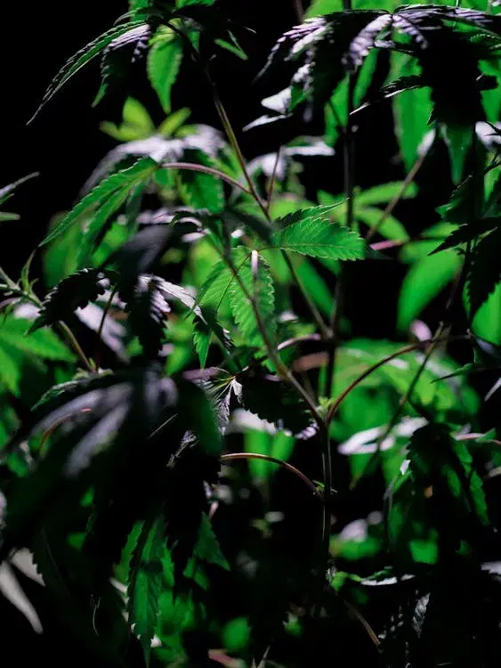 Edibles delivered in Martinez, CA
