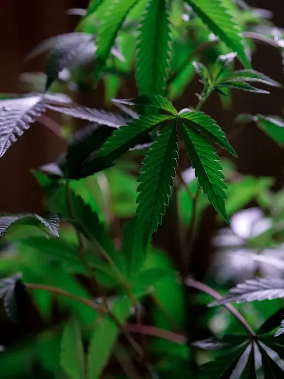 T.h.Chi cannabis delivery serving Discovery Bay, CA